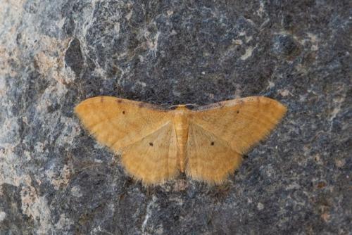 Réf. 209 927 : Idaea lutulentaria
